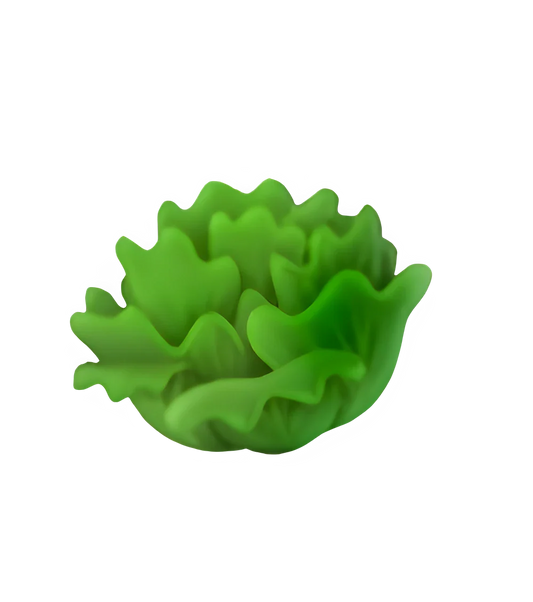 Lettuce (x150)