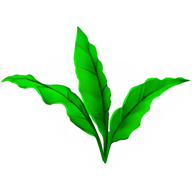 Tea leaf (x150)